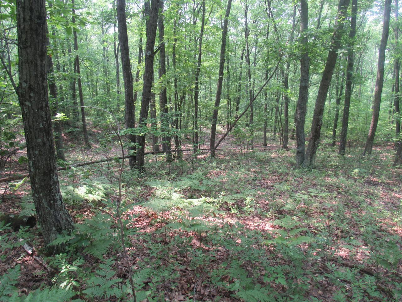 Tbd Kafka Road Wausaukee, WI 54177 - Photo 16 of 37 Gallery Image 16