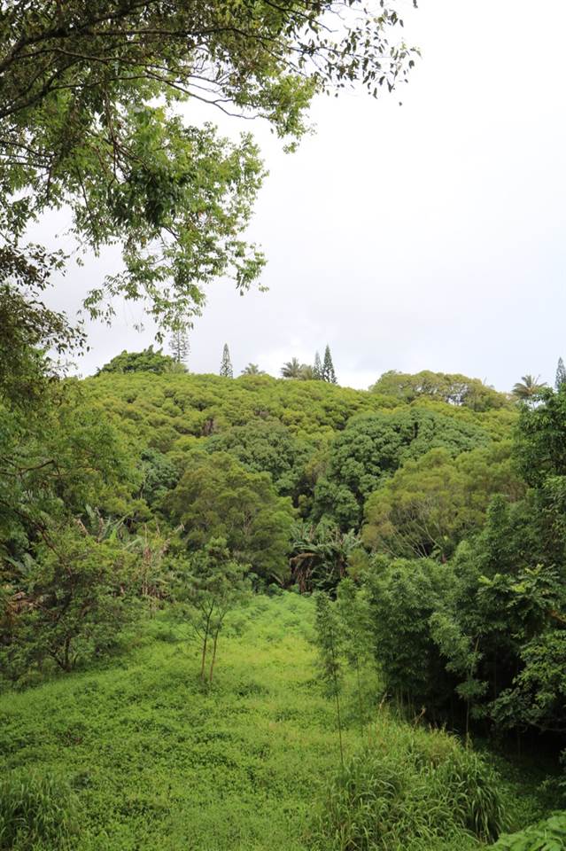 475 B Kulike Road Haiku, HI 96708 - Photo 3 of 17 a view of a green field with lots of bushes
