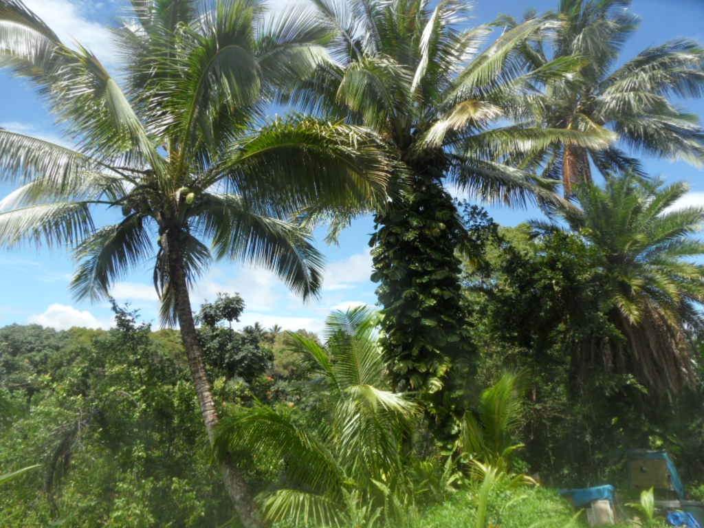 475 B Kulike Road Haiku, HI 96708 - Photo 4 of 17 a view of a palm trees