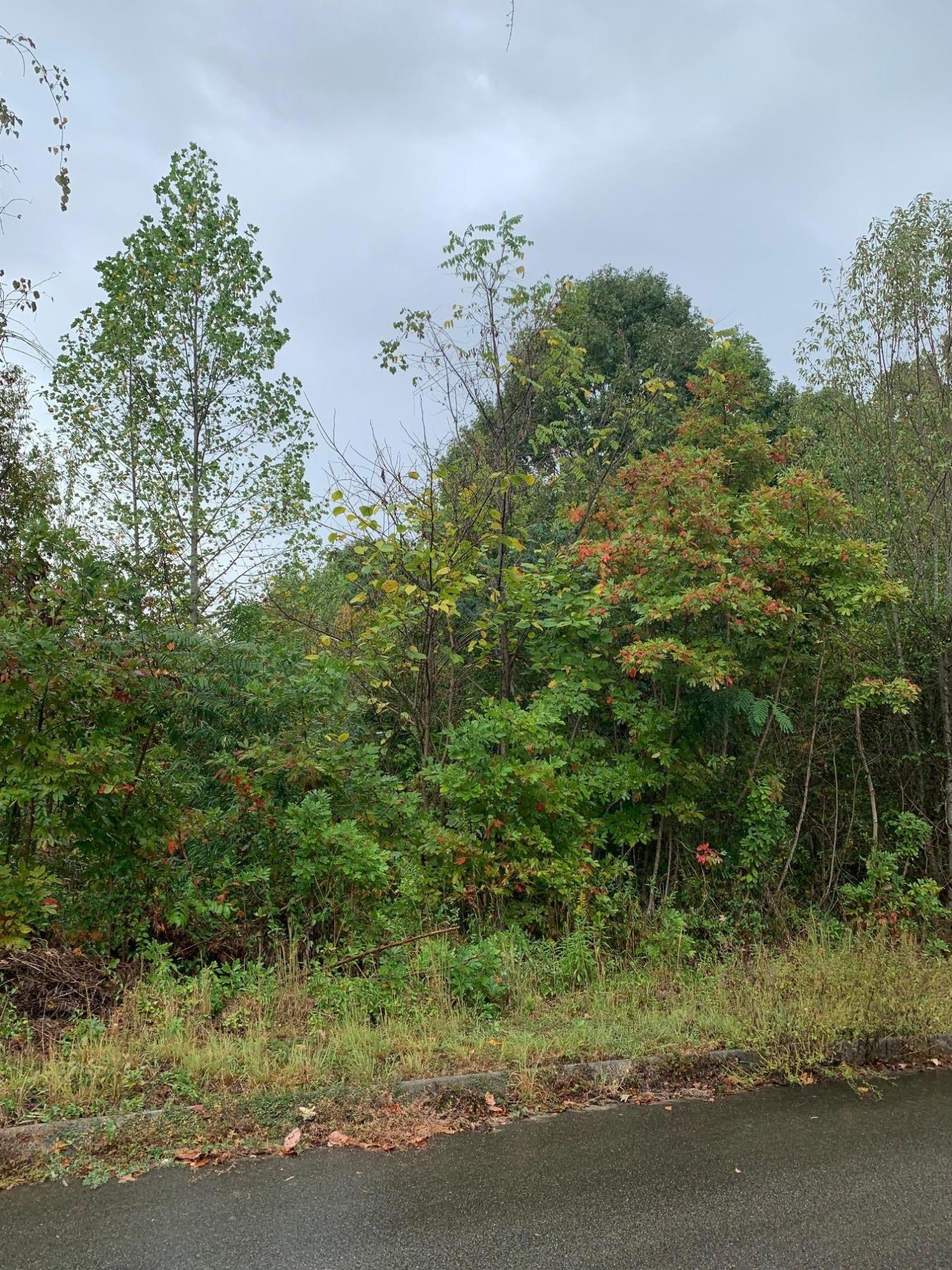 Lot 175 Woodstock