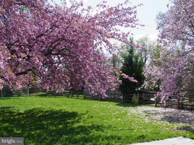 6305 Pinehurst Road Baltimore, MD 21212 - Photo 21 of 23 Yard with cherry trees.