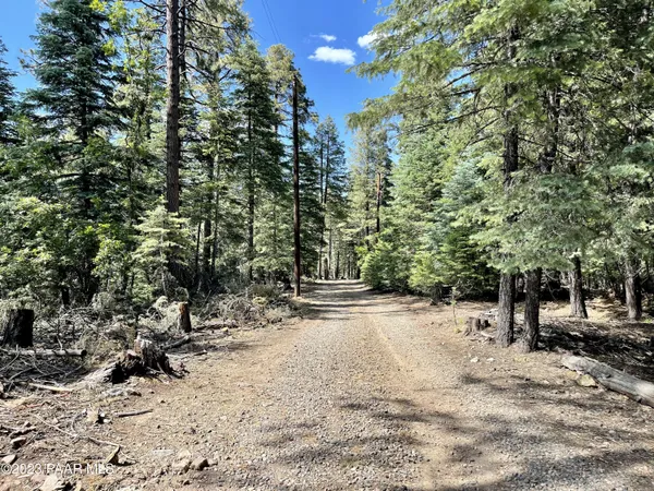 a view of a forest with trees