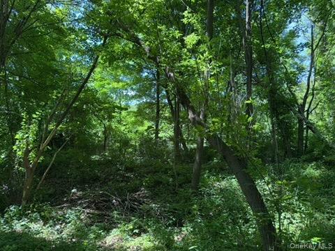 22 Beilke Road Millerton, NY 12546 - Photo 20 of 30 a view of a lush green forest