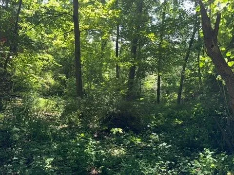 a view of a backyard with large trees and wooden fence