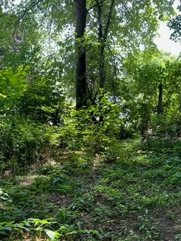 a view of a lush green forest