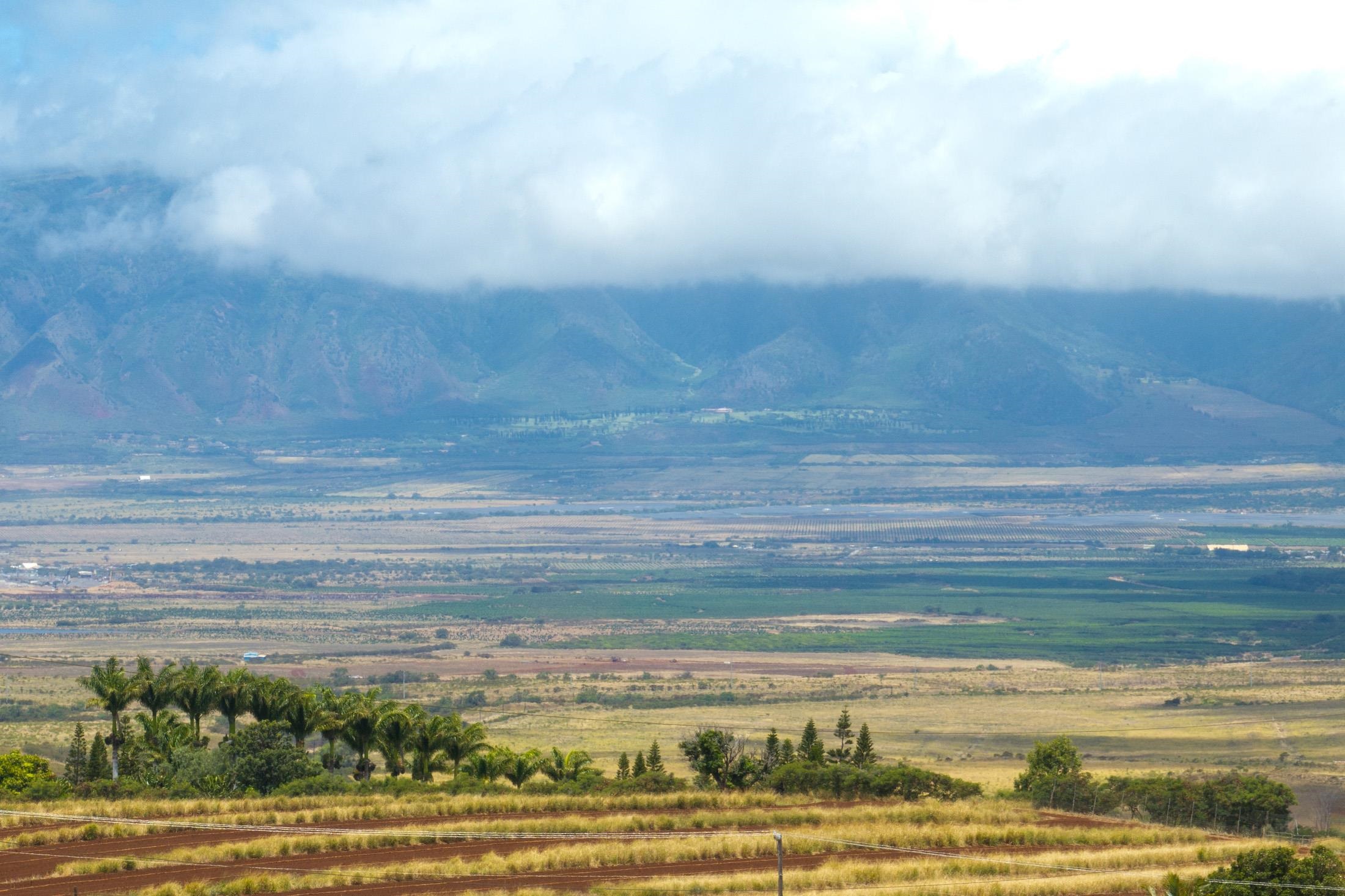 Omaopio Road Kula, HI 96790 - Photo 19 of 31 Gallery Image 19