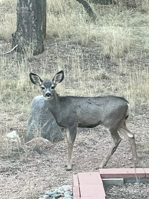 269 Southpark Road Florissant, CO 80816 - Photo 37 of 37
