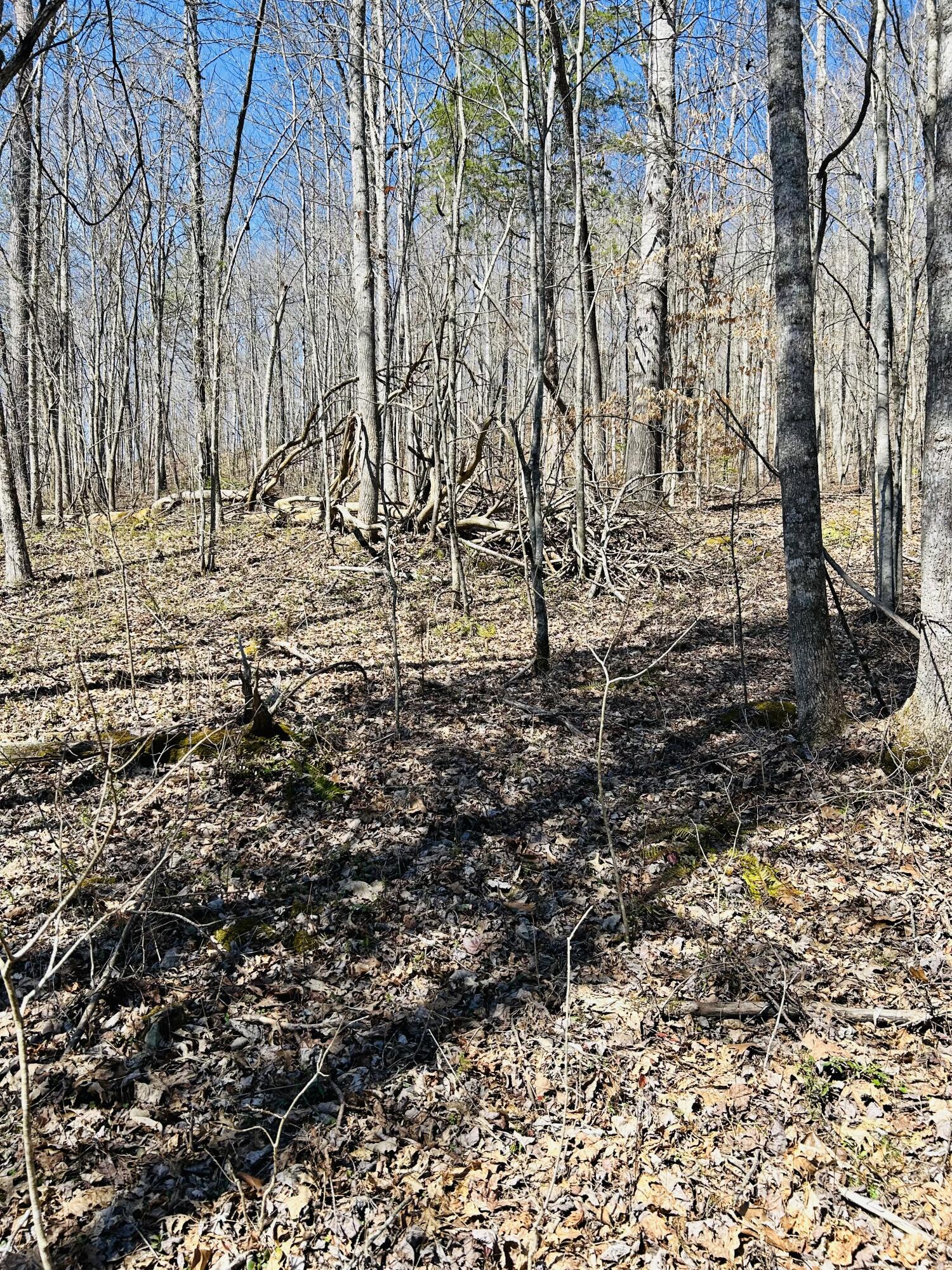 0 Pittman Branch Road Mount Vernon, KY 40456 - Photo 9 of 14 2360B15E-CBEE-42C3-8003-62471353A4AF