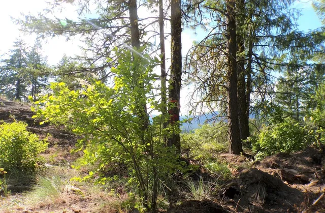 $60,000 | 4-xx A 4-xx A Buffy Lane, Inchelium, WA 99138