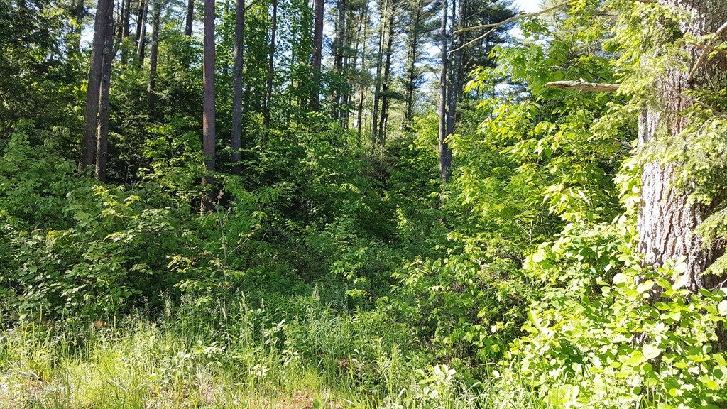 36 Warren Road Sturbridge, MA 01518 - Photo 1 of 2