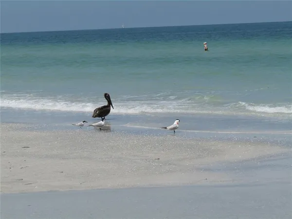 $2,500 | 1451 Gulf Boulevard, Unit 101, Clearwater Beach, FL 33767