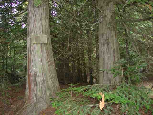 0 Lucky Joe Mine Road Newport, WA 99156 - Photo 2 of 9 Gallery Image 2