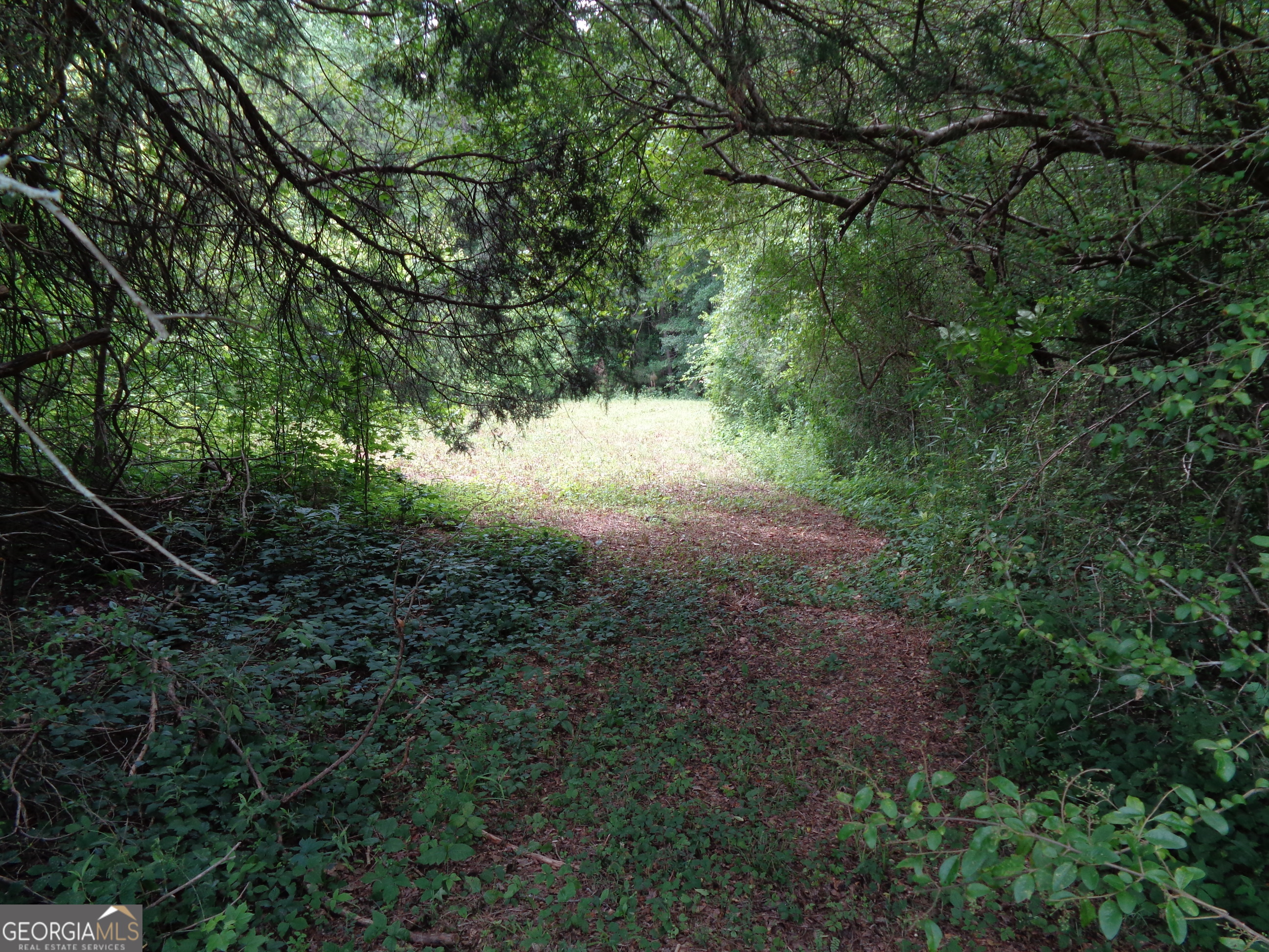 2411 Kesler Road Carnesville, GA 30521 - Photo 61 of 61 a view of a yard with a tree