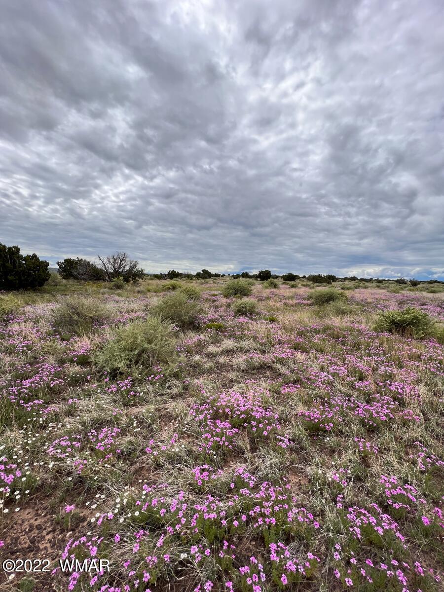 Lot 341 Riversprings Ranch St. Johns, AZ 85936 - Photo 13 of 27