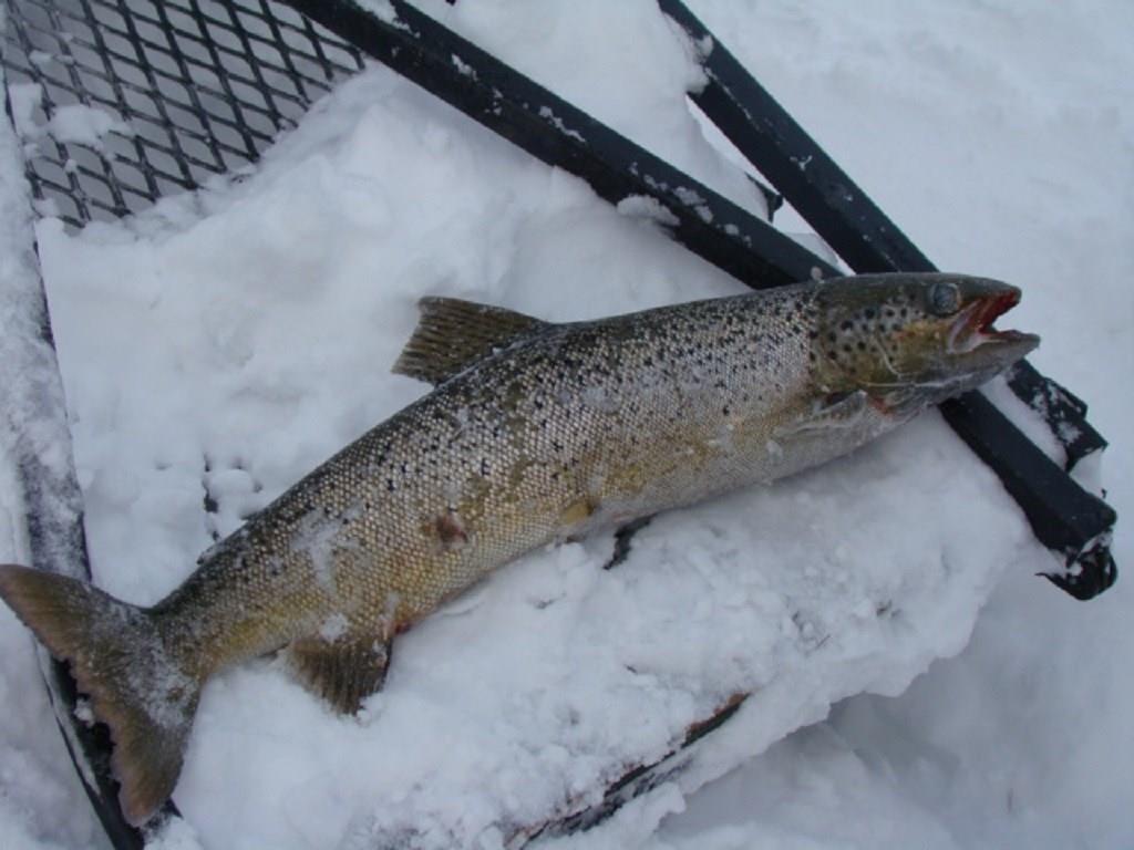 256 Thoroughfare Road Sinclair, ME 04779 - Photo 25 of 30 A great catch during ice fishing...