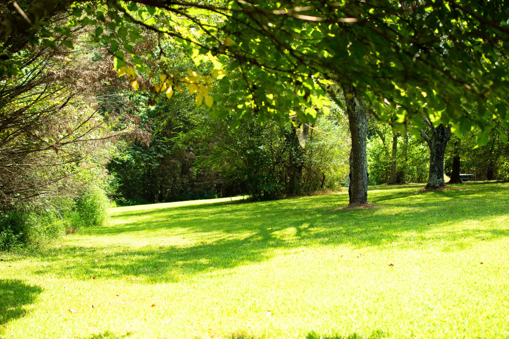 0 Mannin Road Leoma, TN 38468 - Photo 1 of 6 a view of swimming pool with a yard