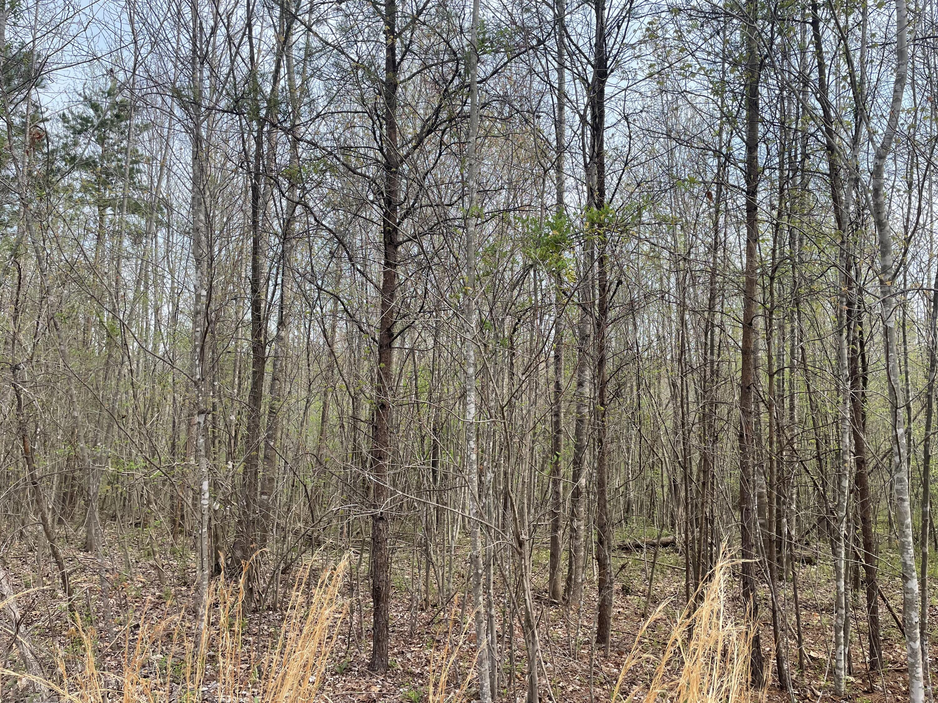 Lot 8 Truevine Road Rocky Mount, VA 24151 - Photo 4 of 16