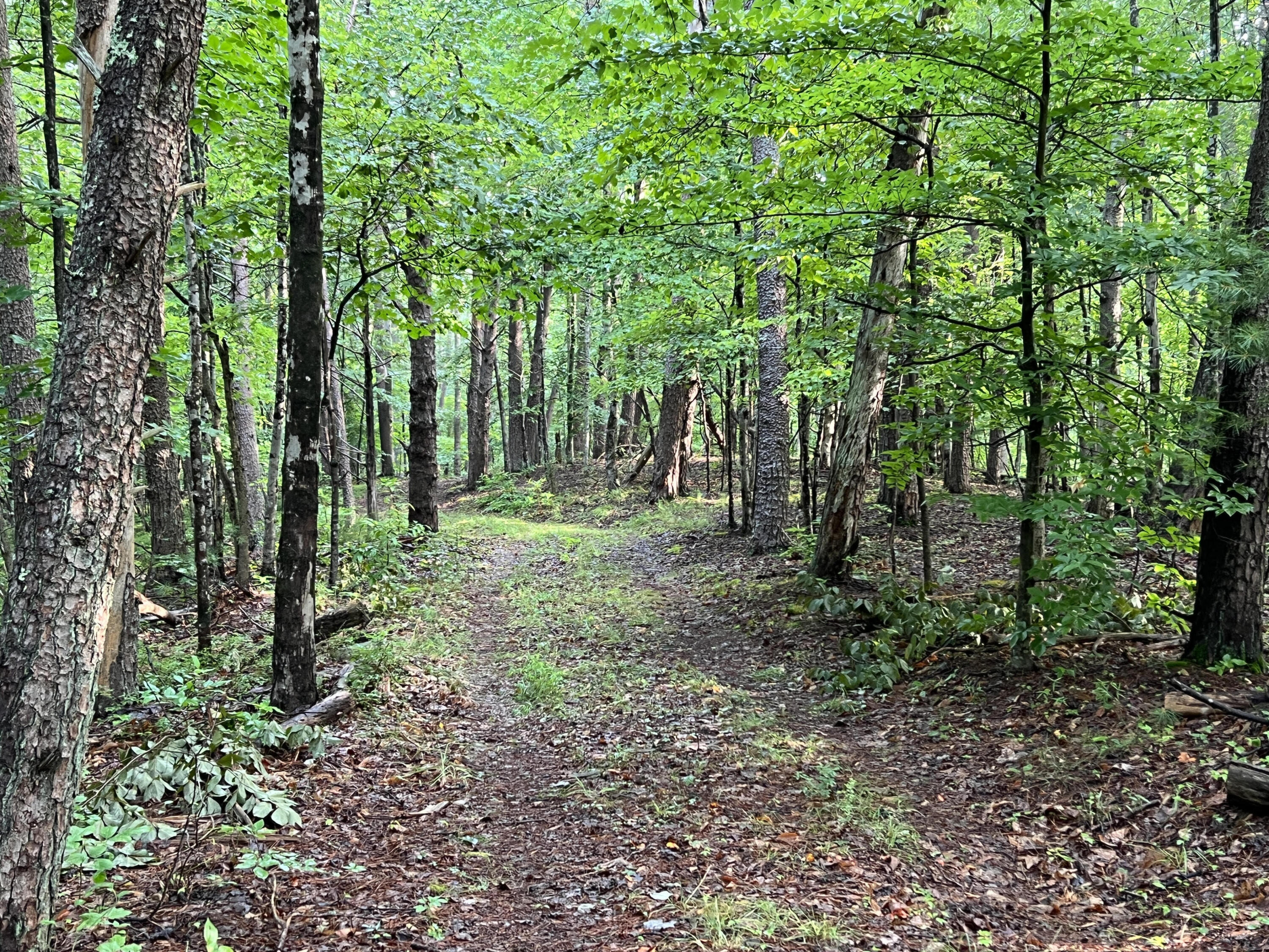 6148 Franklin Road Roanoke, VA 24014 - Photo 7 of 12 a view of outdoor space and trees