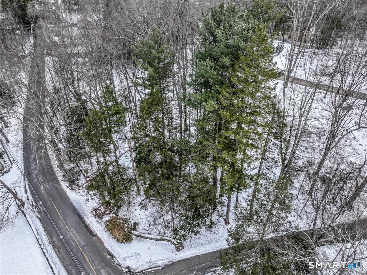 18 Starrs Plain Road Danbury, CT 06810 - Photo 2 of 21 close up of a tree