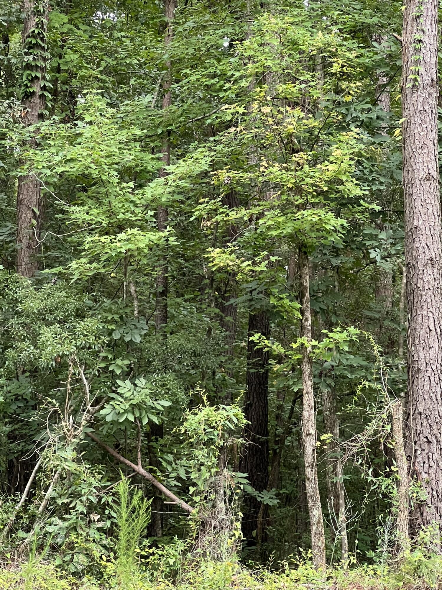 Tbd Tbd Bill Davis Road Summerton, SC 29148 - Photo 1 of 4 IMG_0971(1)