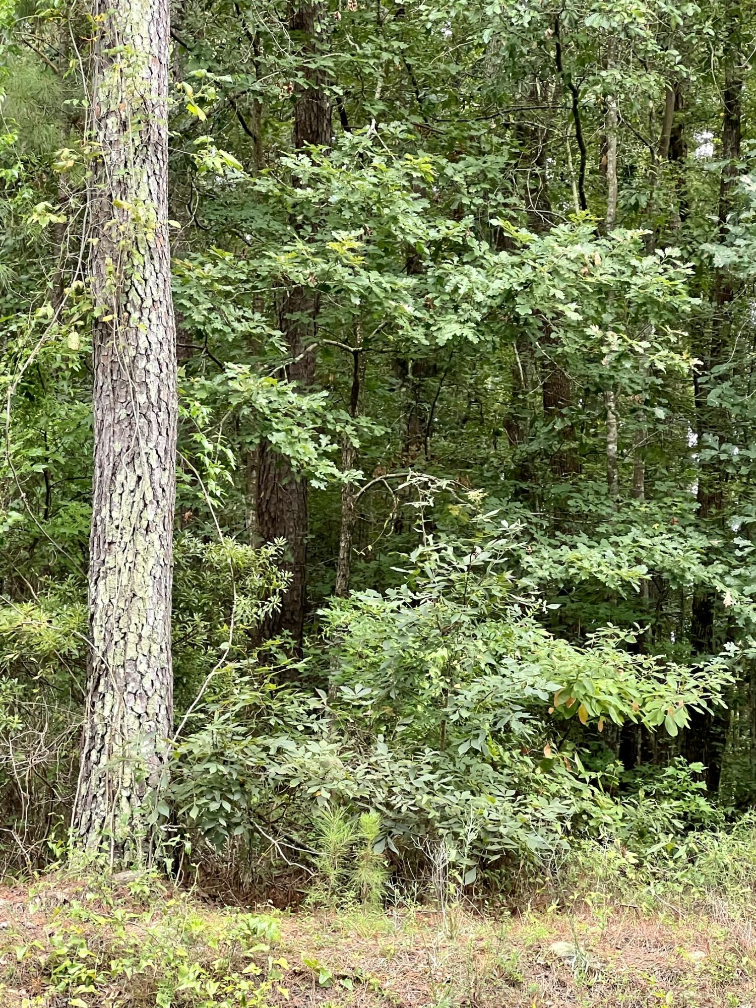 Tbd Tbd Bill Davis Road Summerton, SC 29148 - Photo 2 of 4 IMG_0977