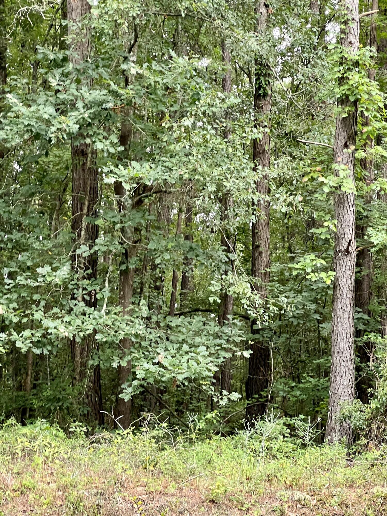 Tbd Tbd Bill Davis Road Summerton, SC 29148 - Photo 4 of 4 IMG_0979(1)