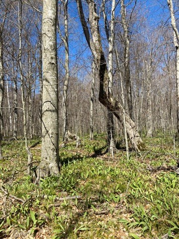 Lot 2 Garrett Bay Road Ellison Bay, WI 54210 - Photo 4 of 9