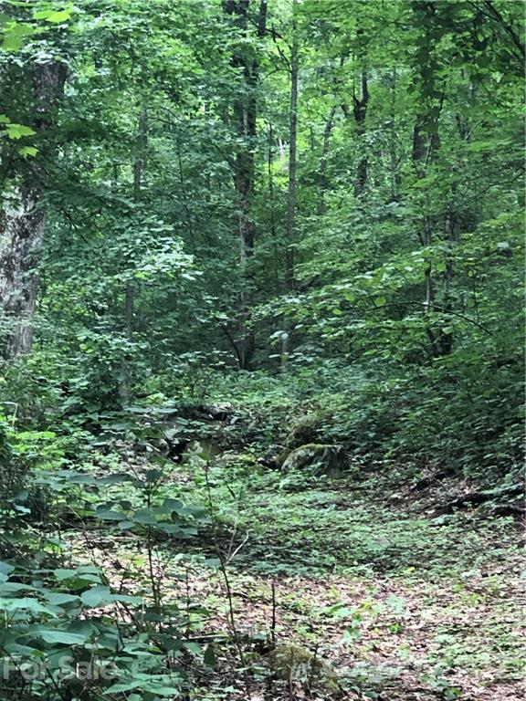 1031 Chambers Cove Road Canton, NC 28716 - Photo 14 of 20 a view of a lush green forest