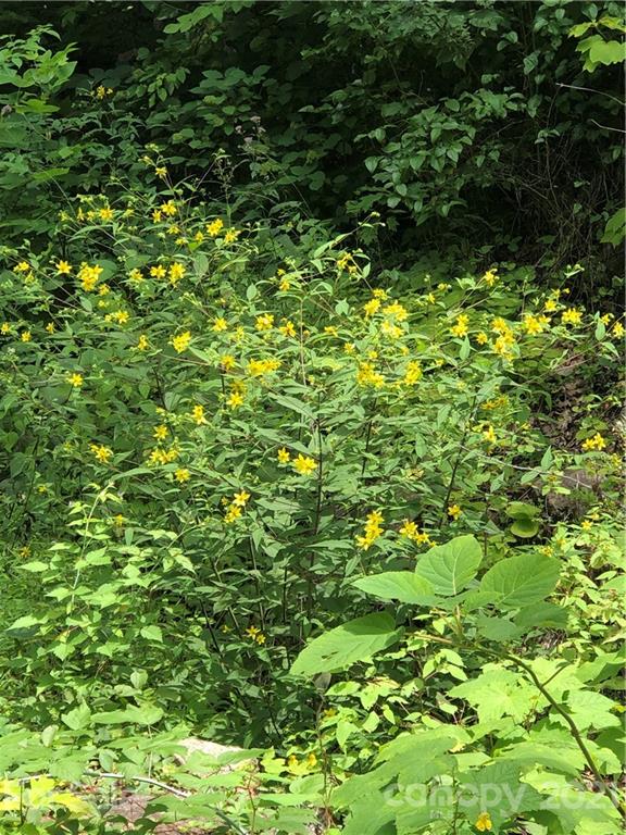 1031 Chambers Cove Road Canton, NC 28716 - Photo 3 of 20 a view of a lush green plant