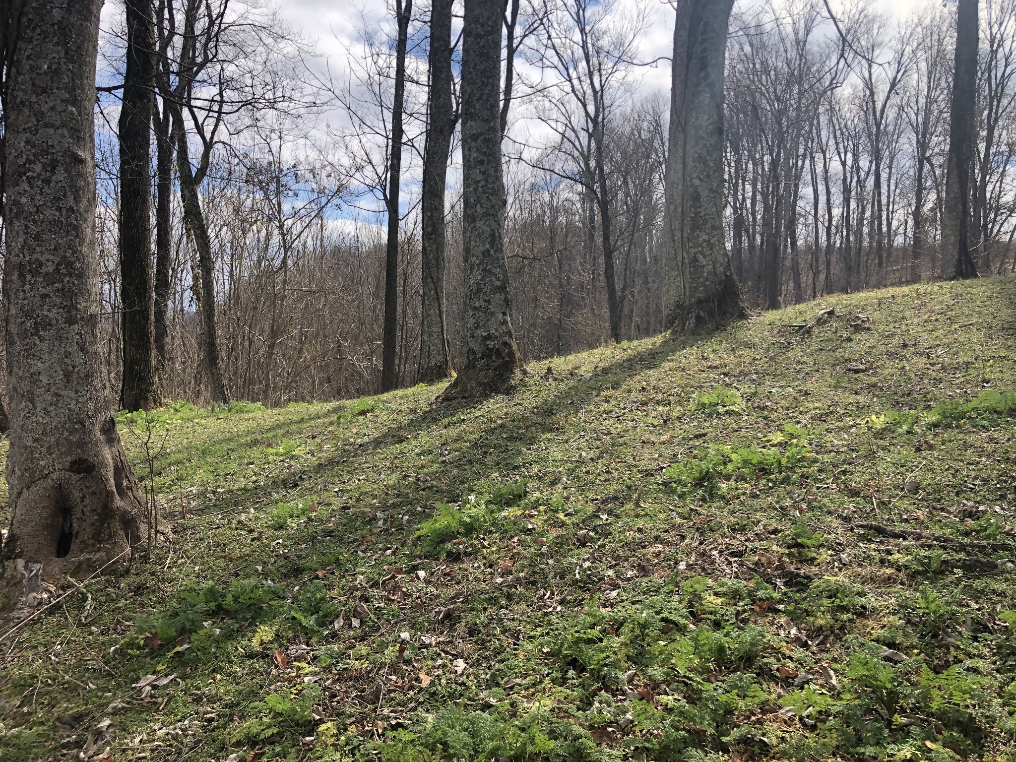 86 Davidson Road Smithville, TN 37166 - Photo 5 of 5 a view of a yard with large trees