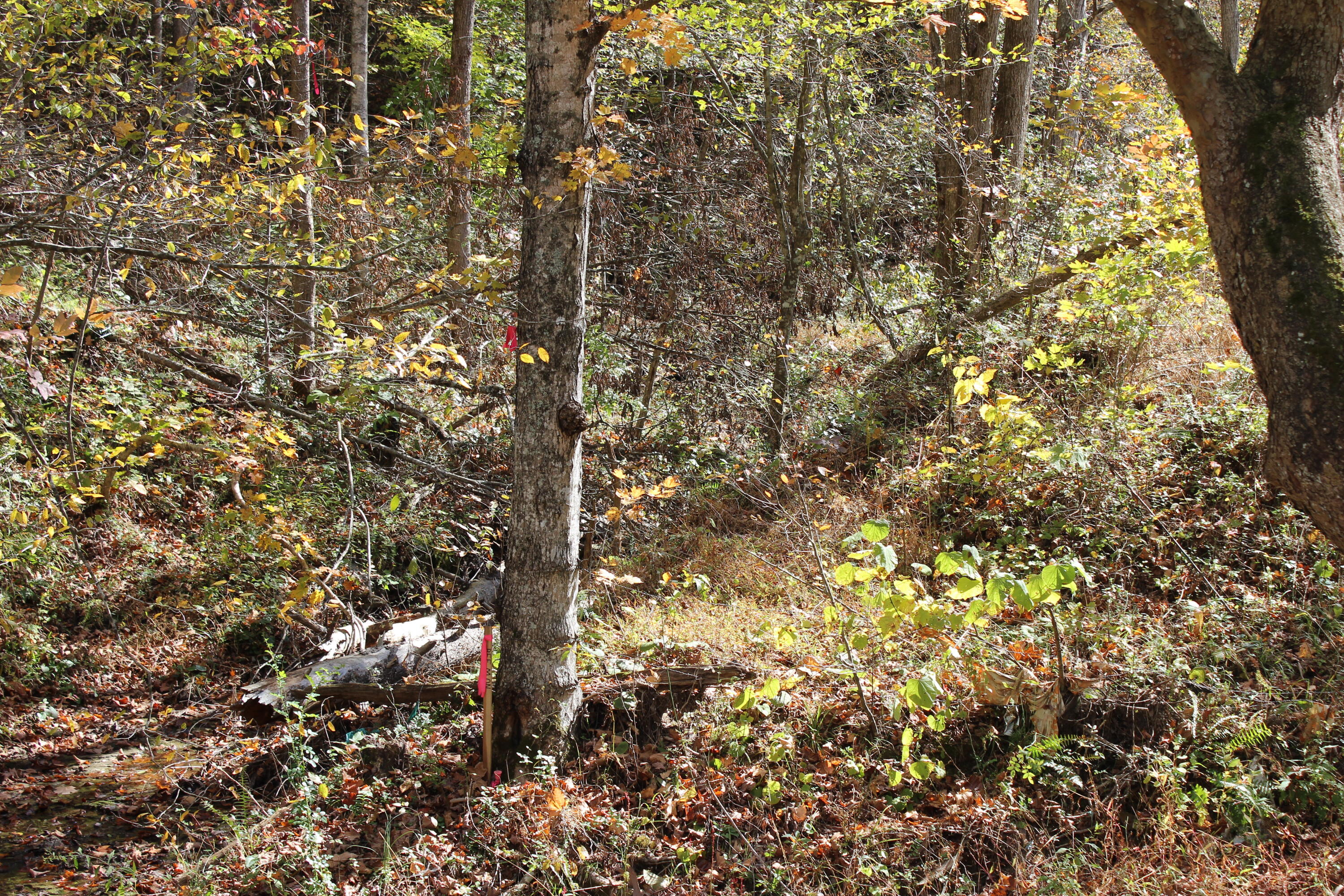 683 Adams Branch Road Frenchburg, KY 40322 - Photo 10 of 26 Left Boundary Marker