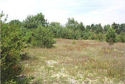 8775 7 Mile Road Evart, MI 49631 - Photo 3 of 8 Additional Photo