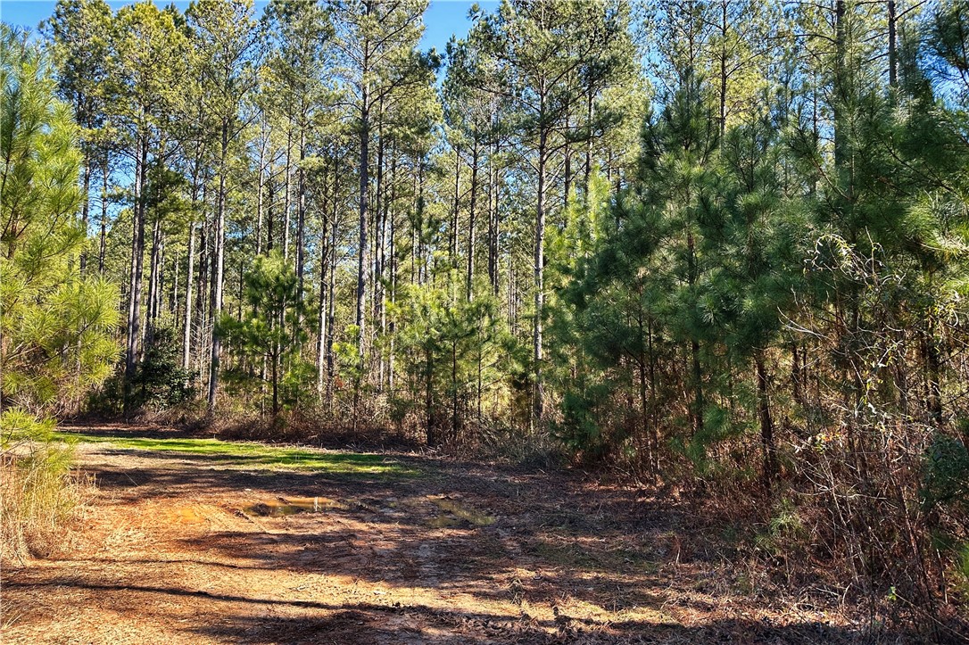 0 Hanson Road Bradley, SC 29819 - Photo 8 of 50