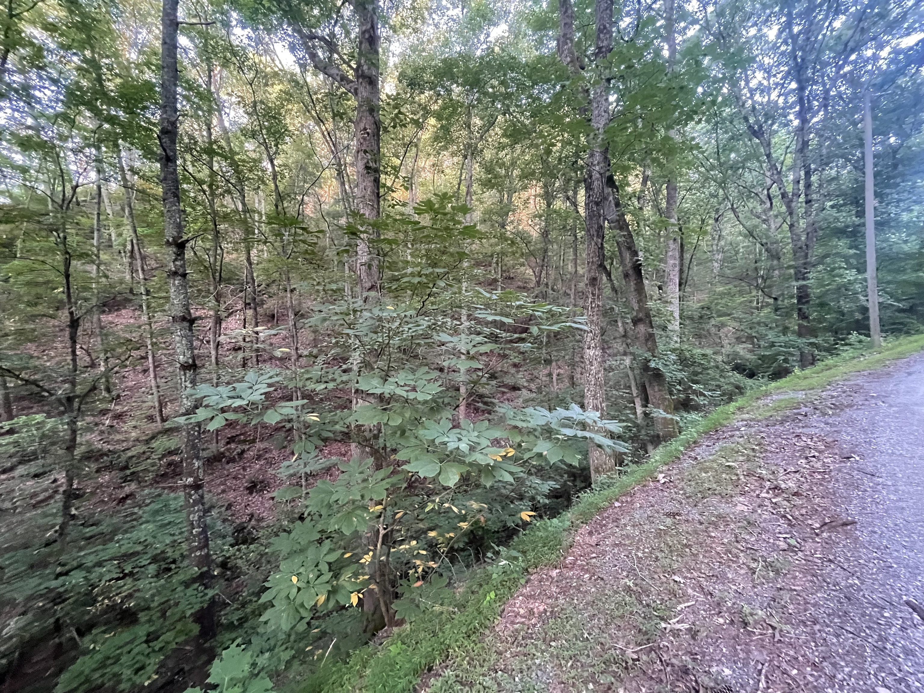 725 Anderson Lane Ranger, GA 30734 - Photo 3 of 12 a view of a forest with trees