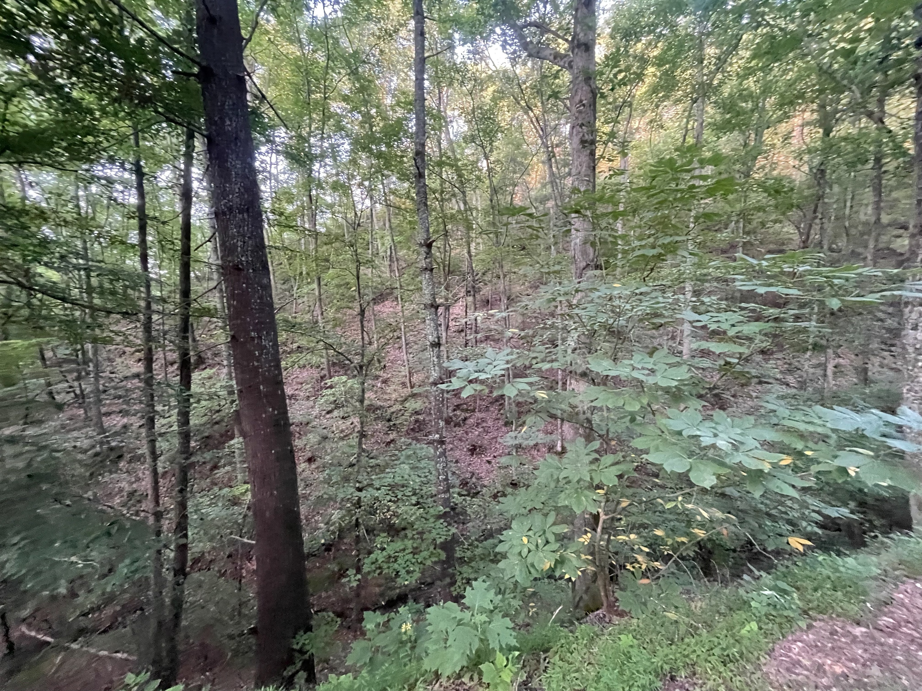 725 Anderson Lane Ranger, GA 30734 - Photo 4 of 12 a view of forest