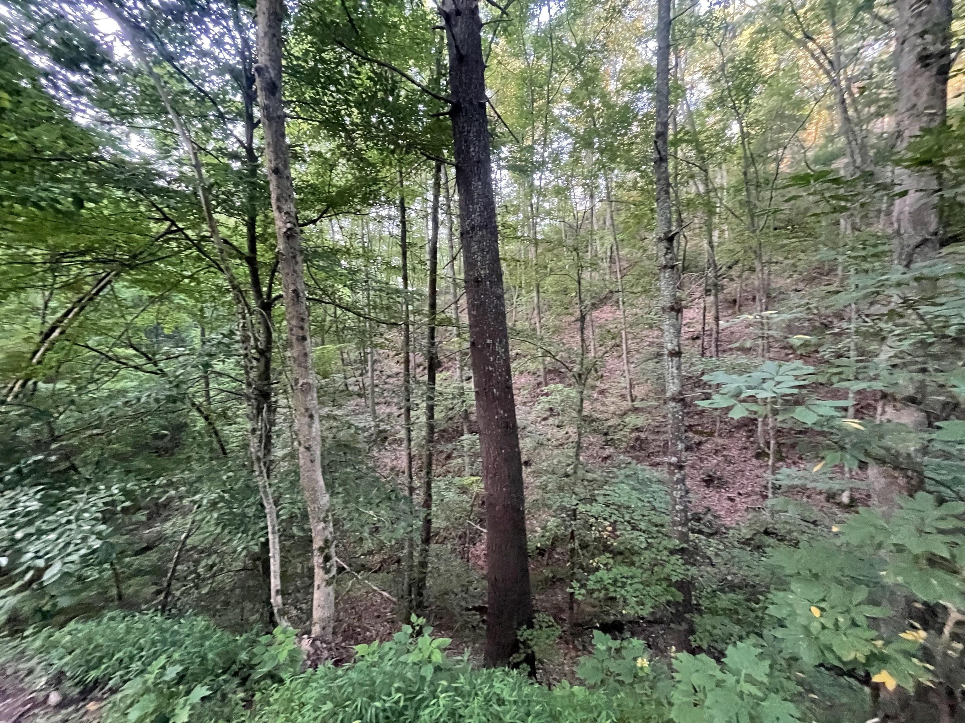 725 Anderson Lane Ranger, GA 30734 - Photo 5 of 12 a view of forest