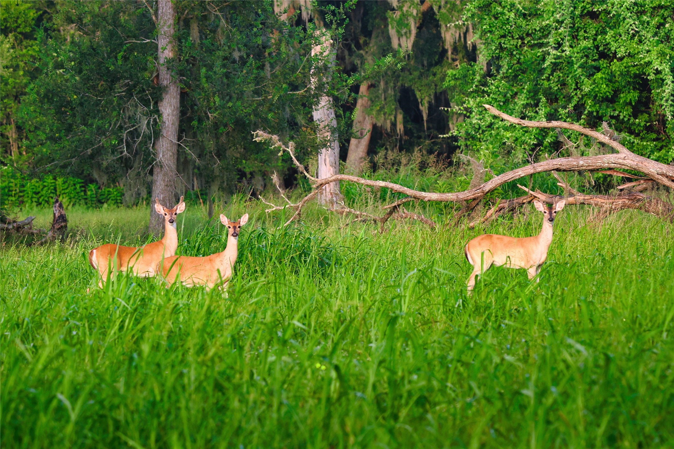 0 Riverlake Road Fulshear, TX 77441 - Photo 31 of 47 Encounters with native wildlife are a treasured part of everyday life in Fulbrook. Deer are frequently seen throughout the community, enhancing the peaceful, nature-inspired lifestyle residents enjoy.