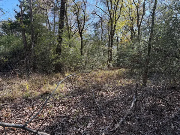 a view of a forest with trees in the background
