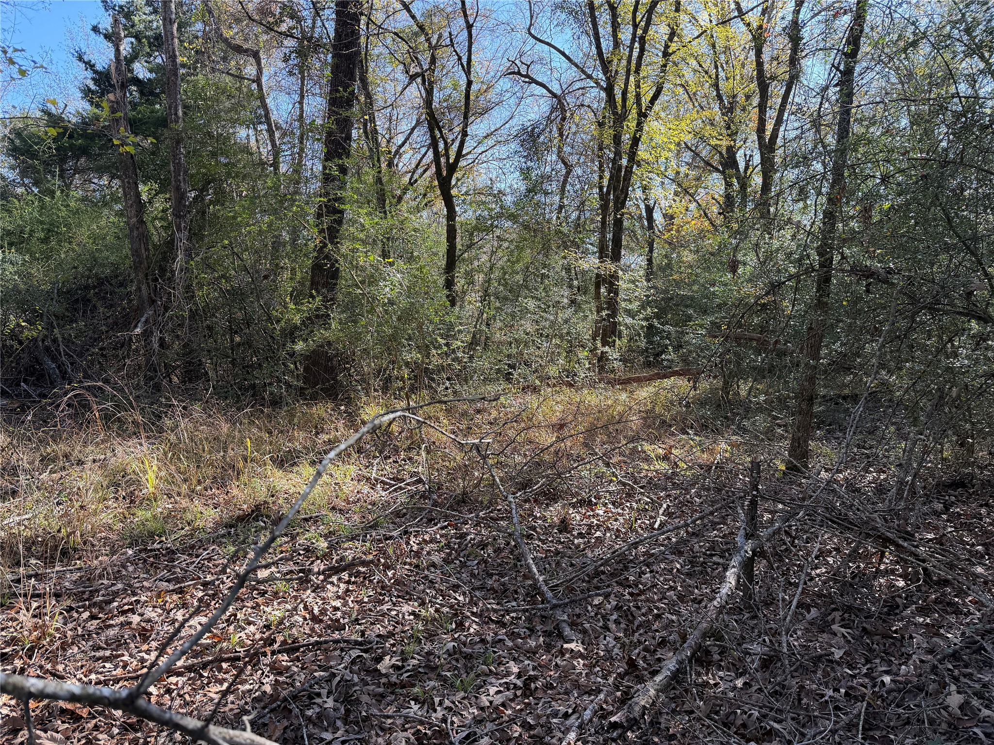 a view of a forest with trees in the background