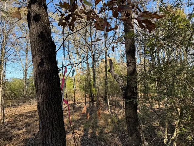 a view of a forest with trees in the background