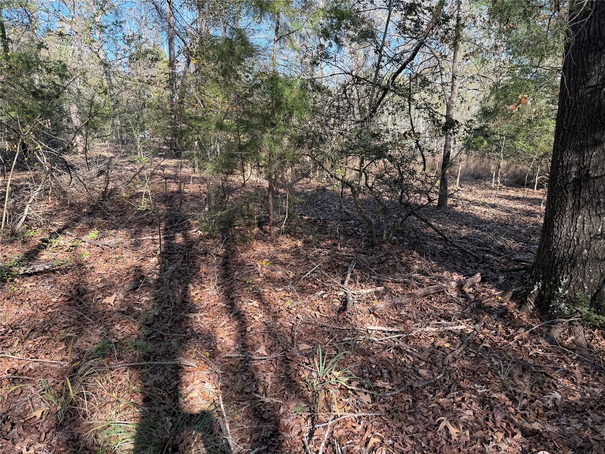 301 Tract 7 Road Oakwood, TX 75855 - Photo 13 of 14 a view of a yard with plants and trees