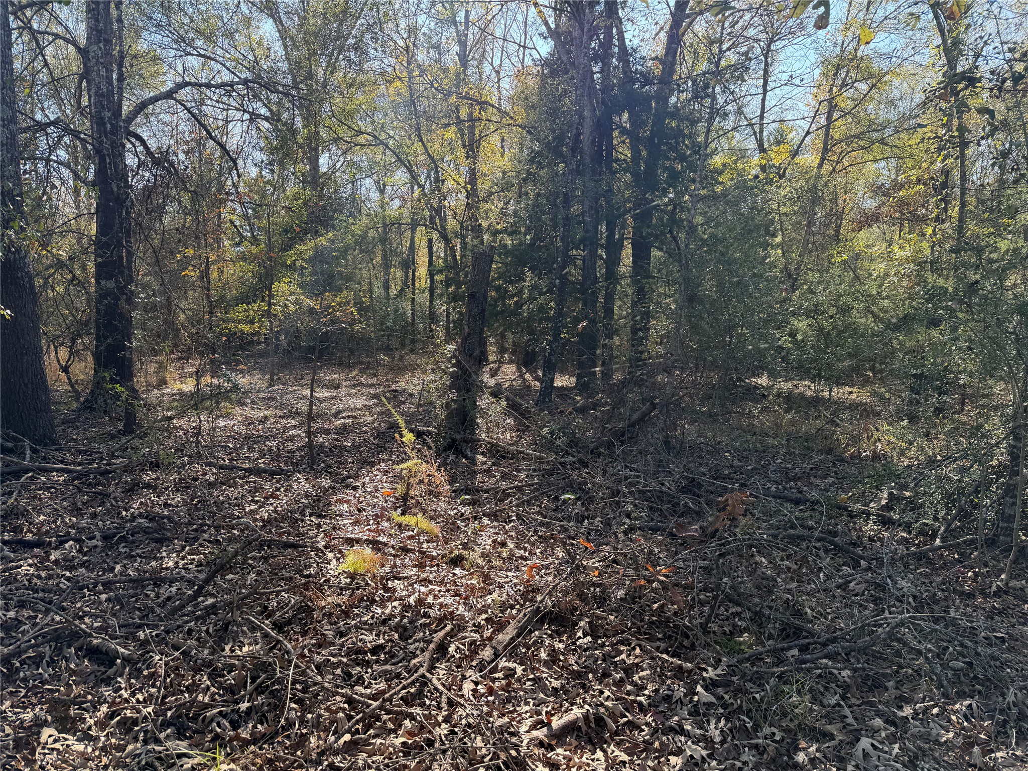 301 Tract 7 Road Oakwood, TX 75855 - Photo 14 of 14 a view of a forest with trees in the background