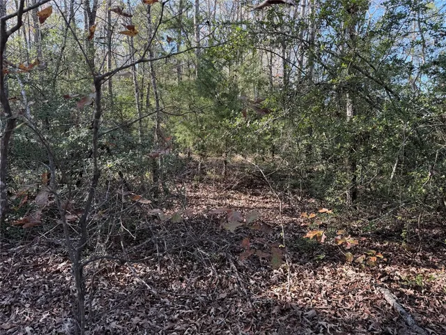 a flag is sitting in the middle of a forest