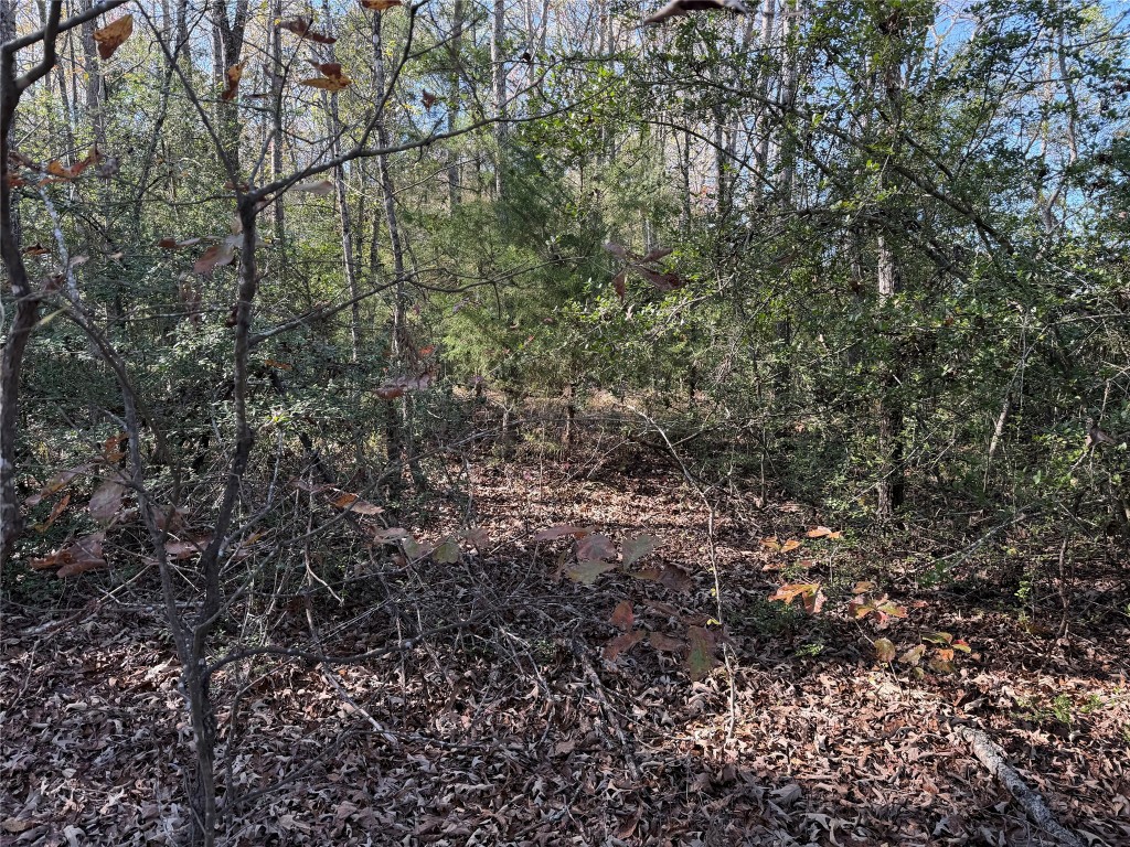 301 Tract 7 Road Oakwood, TX 75855 - Photo 4 of 14 a view of a yard with a tree