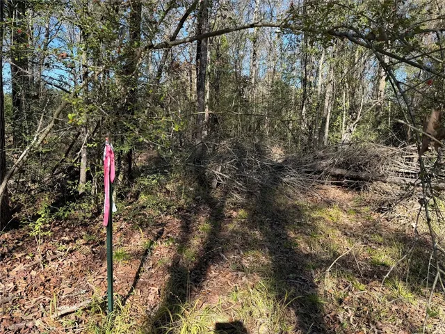 a view of a forest with a tree