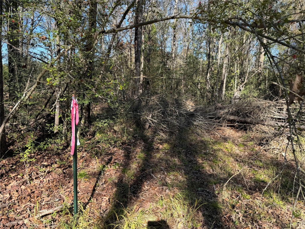 301 Tract 7 Road Oakwood, TX 75855 - Photo 5 of 14 a flag is sitting in the middle of a forest