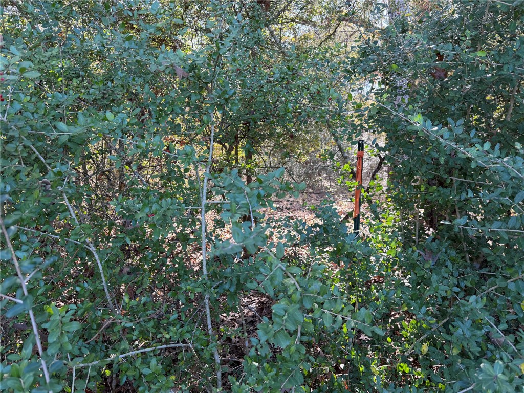 301 Tract 7 Road Oakwood, TX 75855 - Photo 6 of 14 a view of a forest with a tree