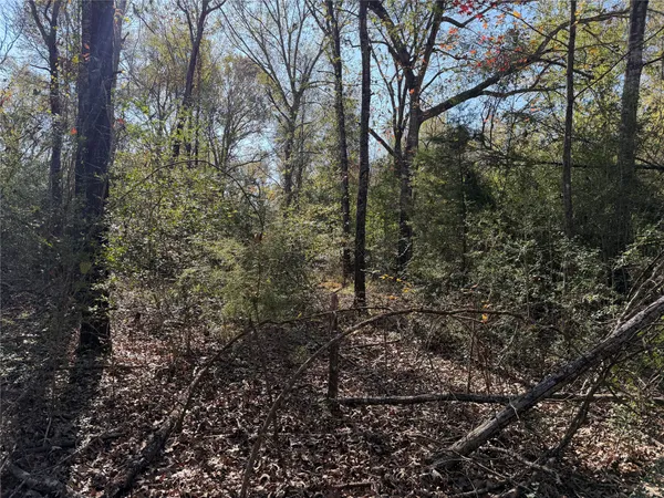 a view of a forest filled with trees