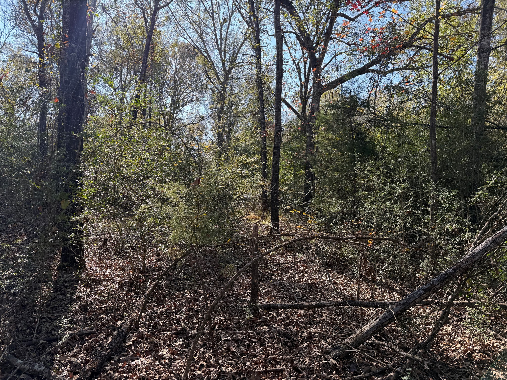 301 Tract 7 Road Oakwood, TX 75855 - Photo 7 of 14 a view of a forest with lots of trees