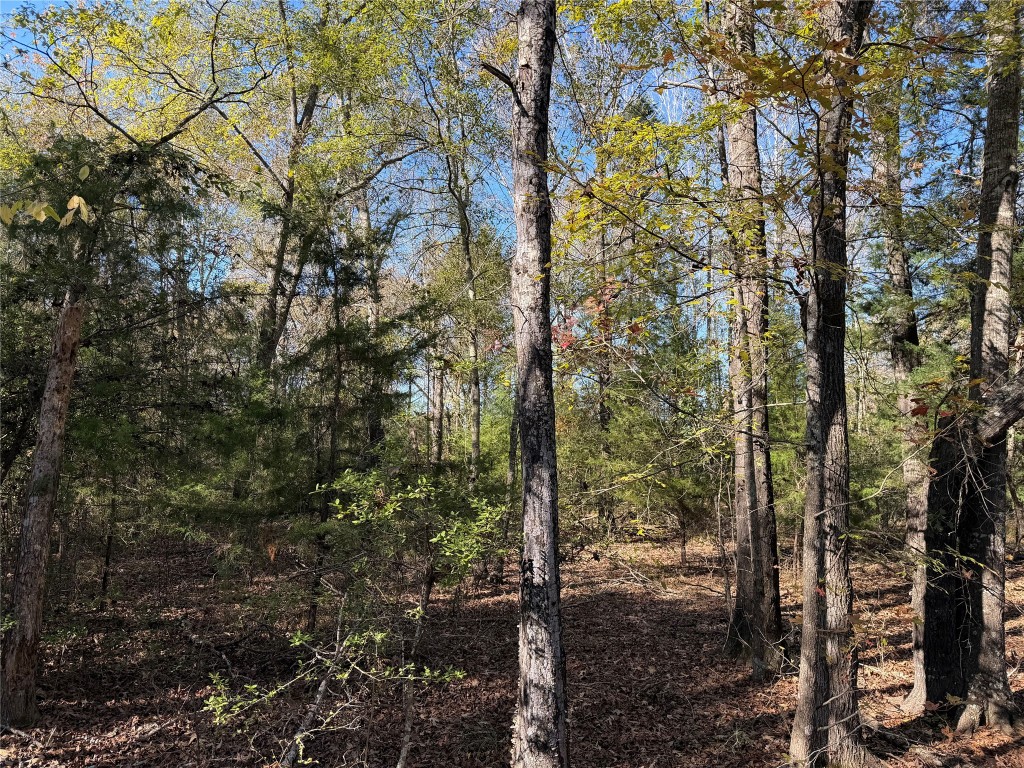 301 Tract 7 Road Oakwood, TX 75855 - Photo 8 of 14 a view of a forest filled with trees